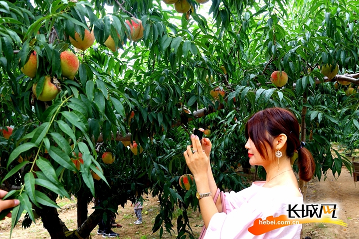 困困狗合计 游戏术语或特定社群的狗合梗