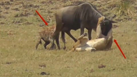 困困小狗 打哈欠伸懒腰的困困小狗样子