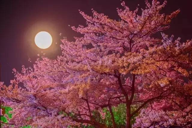 血雾倒影在线观看 倒影带有悬疑和动作元素