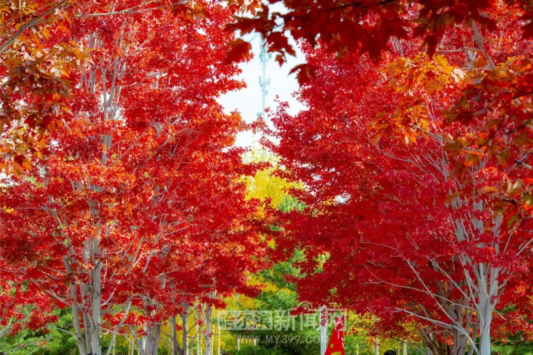 国产精品夜夜春夜夜爽69 让“夜夜春”体验个性化