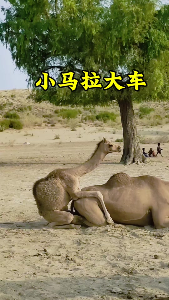 吃瓜群群主事件 通过算法去重和脉络梳理