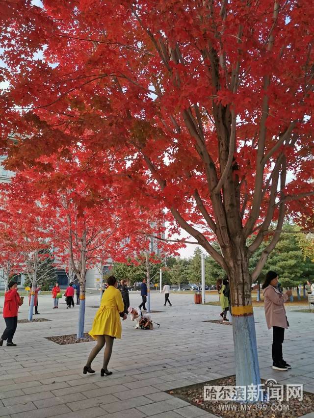 啄木鸟系 啄木鸟系历史题材及黑色幽默