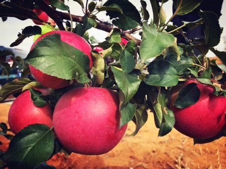 幼幼-幼幼视频awxh 网络空间也应当清朗有序