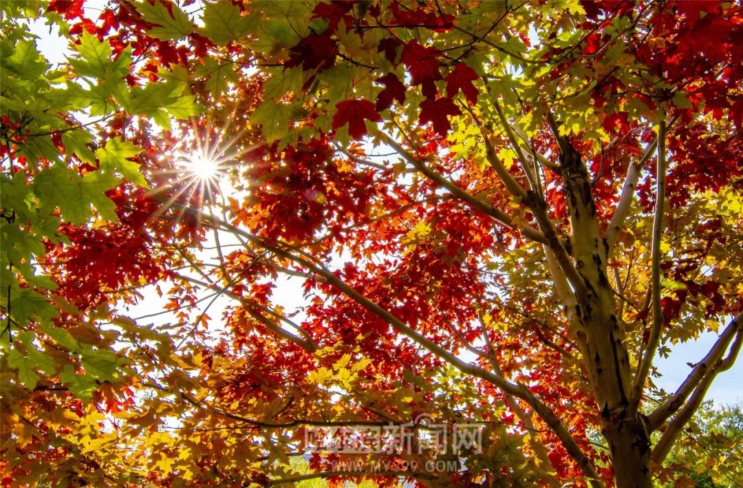 黑料网最新爆料，黑料网最新爆料网站