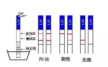 火影忍者雷影本 坚韧不拔的雷影忍者文化