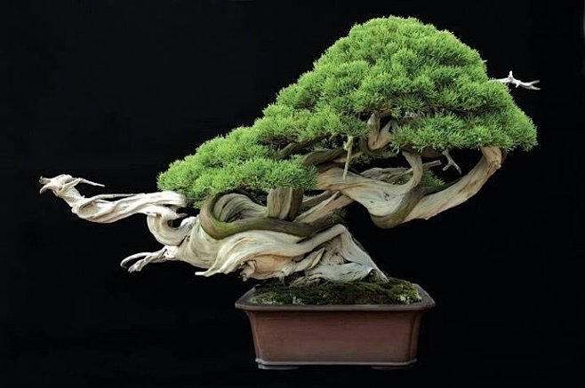 football mons啄木鸟系列 可能会有球迷这样称呼它