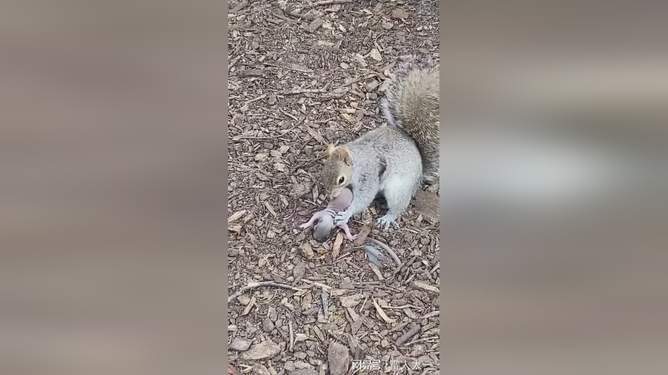 夏雨荷 传媒 虽不及顶尖分析工具深入