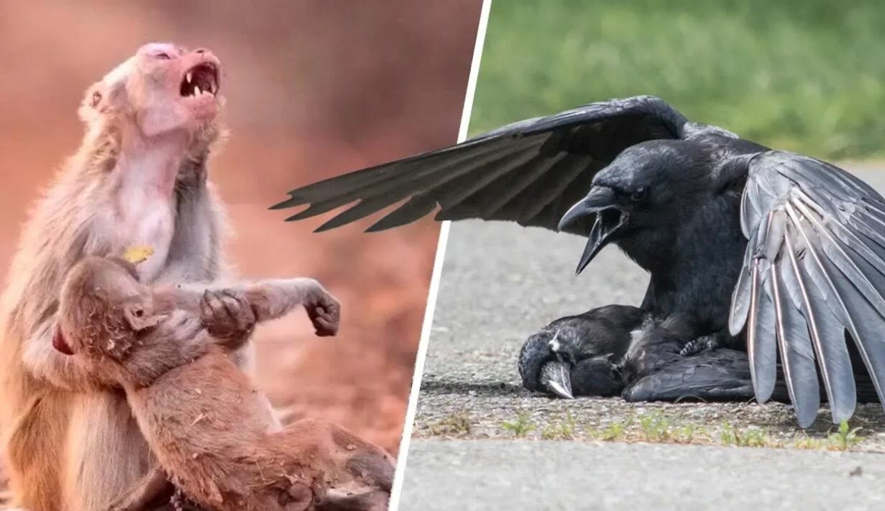 除了小蓝还有不收费的软件吗