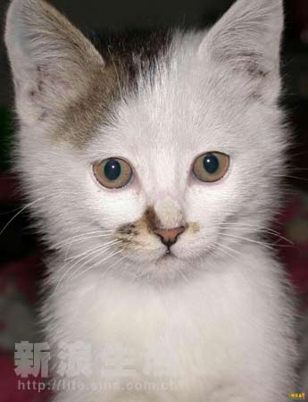 国外光剑变装 变装变装成功突破了小众圈层