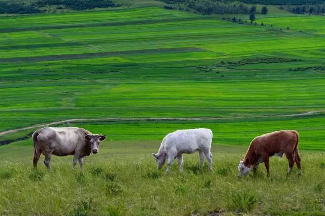 旧里番龙与虎 旧里可尝试其他正规渠道）