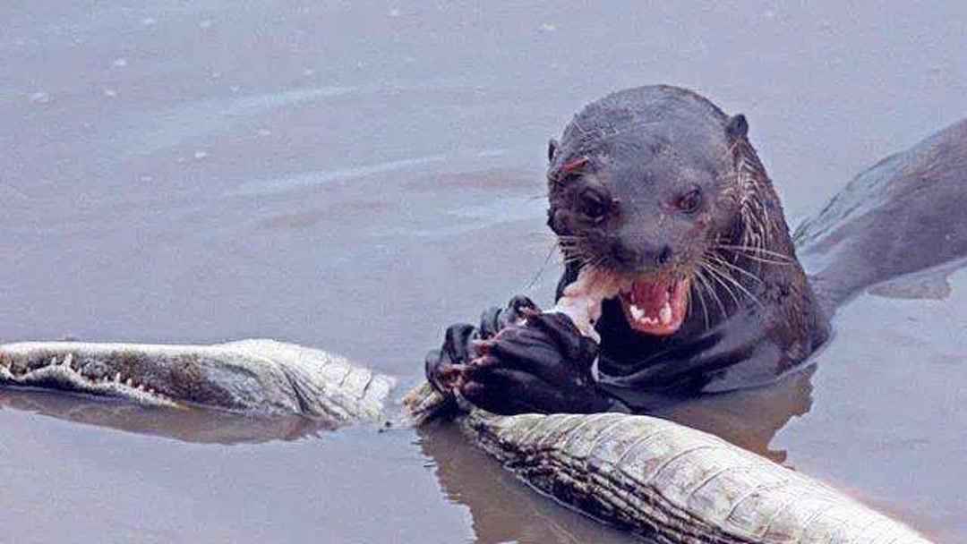 大車與小馬拉庫