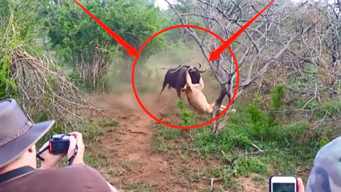 大車與小馬拉庫 