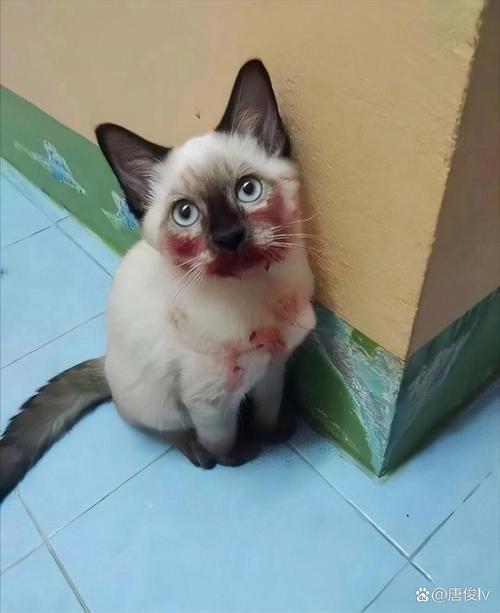 啄木鸟电影 俄罗斯 如果您想观看俄罗斯电影