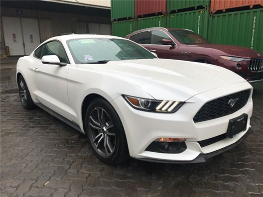 啄木鸟满天星在线 鸟满天星天星对不起