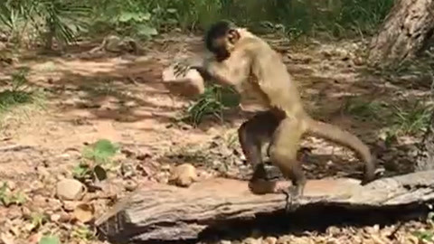 幼雏 幼雏刚出生的幼雏鸟类