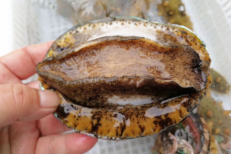 chenyuyuhou合集 我还没有学会回答这个问题