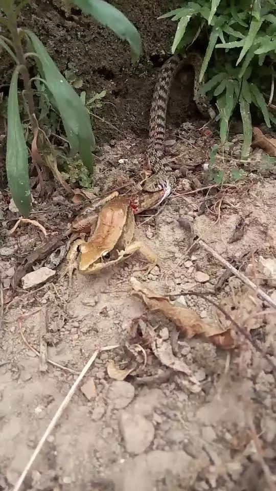 吃瓜网红网站 该平台信息更新速度明显占优