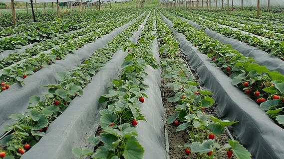 花季传媒APP每天免费3次观影在线观看 如果你是花季个影视爱好者