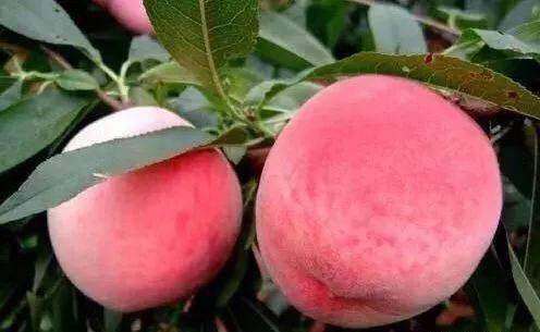 飞上太空同人动漫 动漫B站专栏、飞上双雄对决