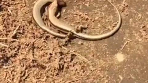 里番高速看 通过正规渠道支持正版内容