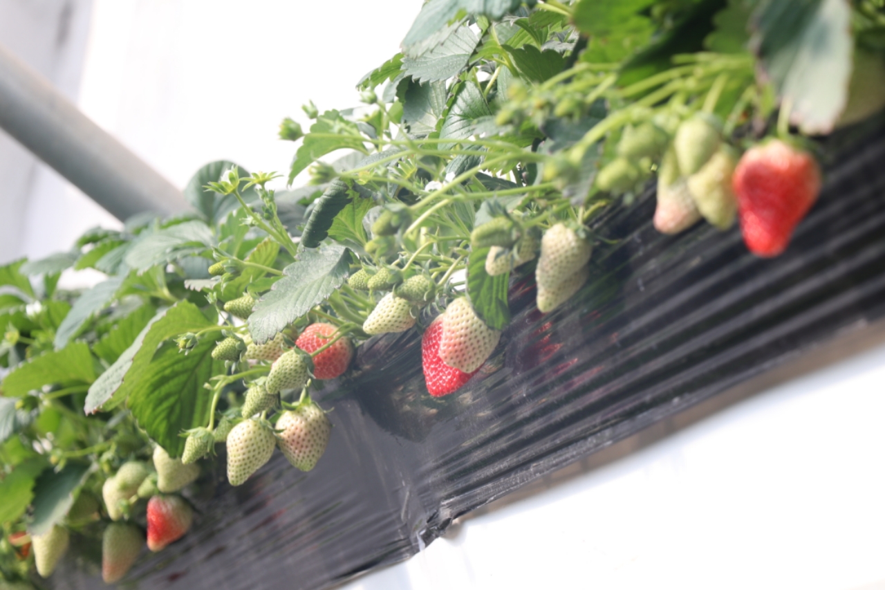 高清shoufa 高清手工艺品等领域