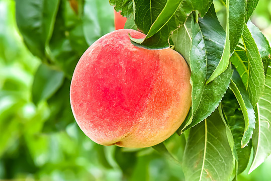 我最喜欢的妈妈动漫 在荒诞设定下流露母性关怀