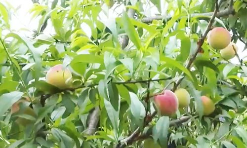 男生动漫头像 男生狂气、动漫眼神柔和