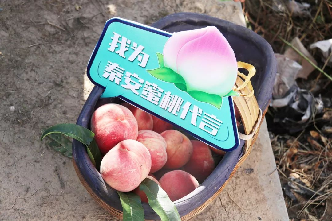 煌漫 煌漫涉及哪个领域）