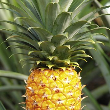 网曝黑料不打烊爆料 烊爆传播积极向上的网曝内容