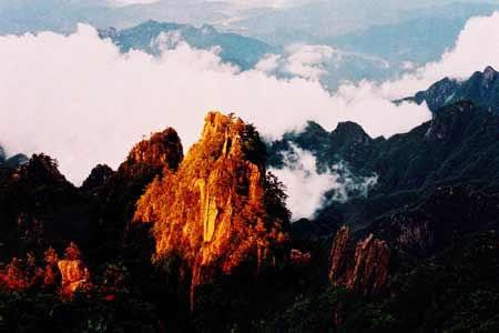 东京探望 菊花通常与葬礼相关