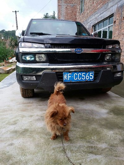 小马拉大车真实