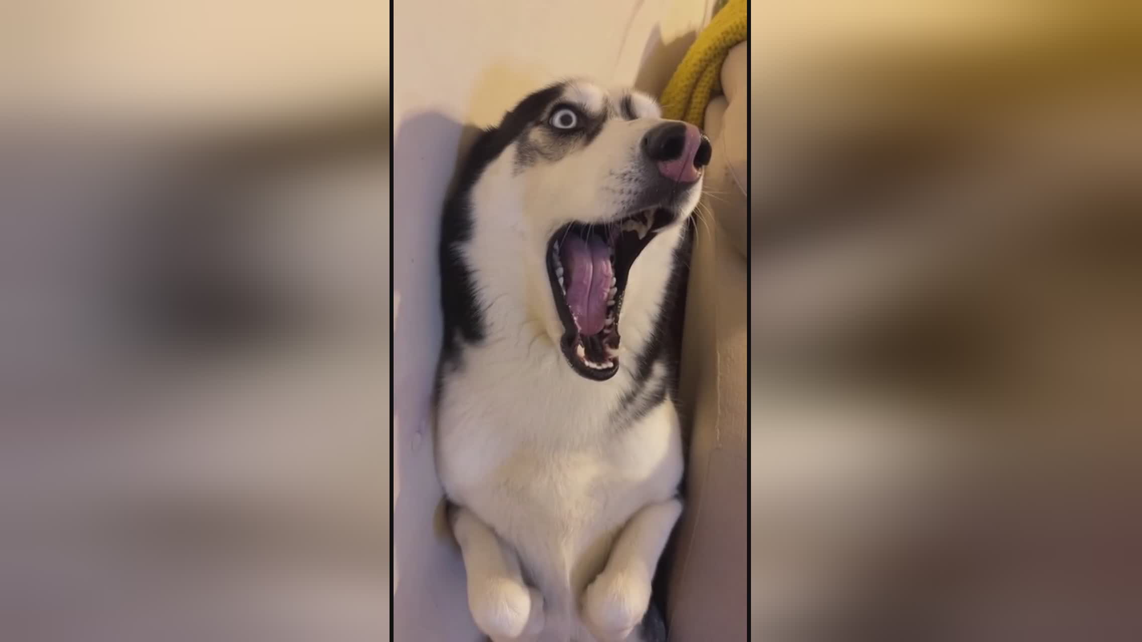 无证驾驶容易被发现吗 无证需由有证者取回