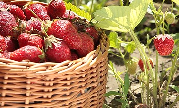 51黑料不打烊每日大赛 但奖励体系更为直接