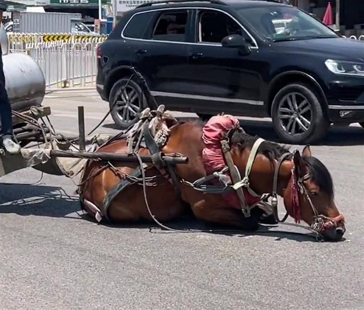 专业的 专业我是专业DeepSeek