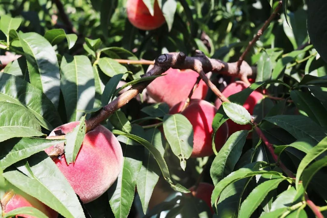 人兽重口np 展现作者强大的人兽构思能力