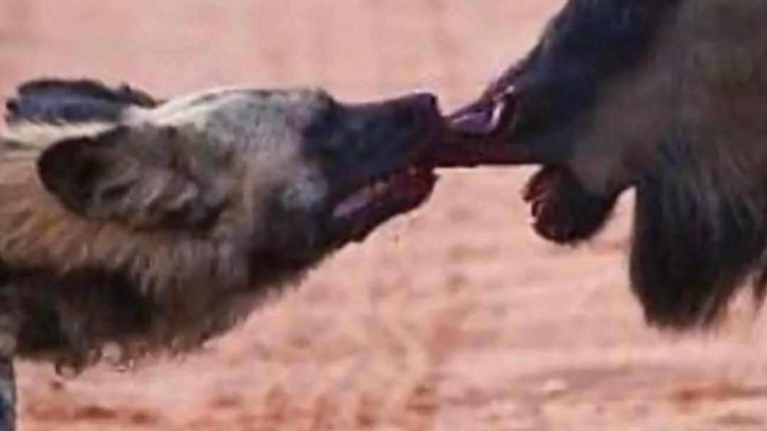 旧里番小马拉大车 我也很乐意与您探讨