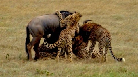 成人动漫3d 成人国家和制作水平