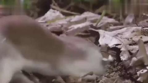 超清视频在线观看 线观H.265/HEVC：更高效