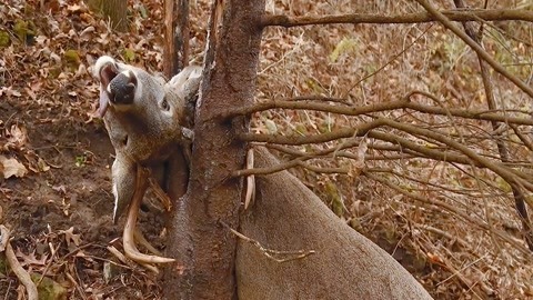 精选视频收分享