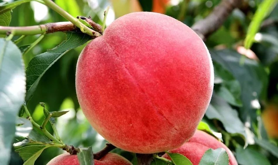 pans 播放 播放播放单数是播放 pan