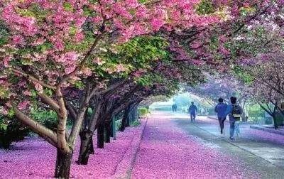 火影忍者鼬本子