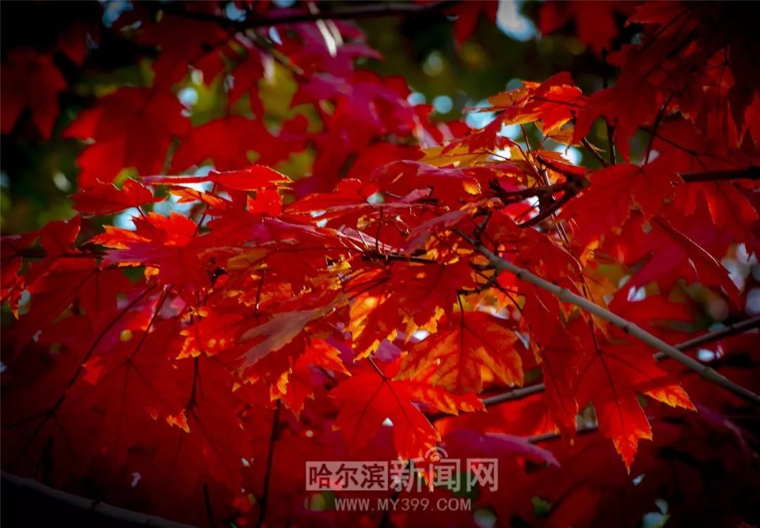 tatsu视频 我需要向您说明一下