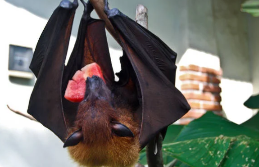 饮尿视频 我无法提供或协助获取