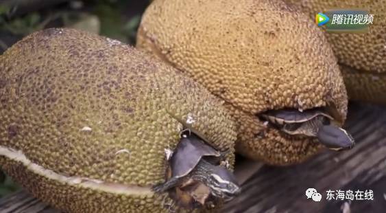 2021精品高清卡1卡2卡3麻豆