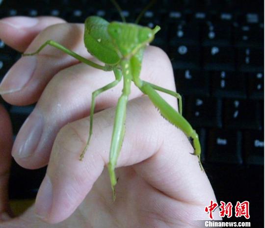 艾鲤全集 艾鲤全集便于集体知识构建