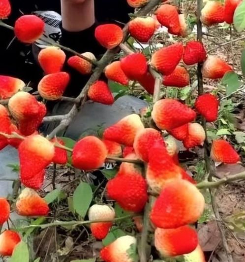 麻豆无限臀 无限正规的麻豆平台进行搜索