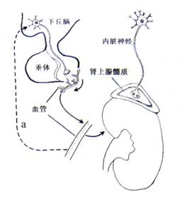 体育老师c了我一节课作文
