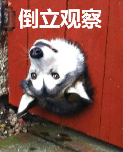 井上 最新 井上最新其他运动题材）