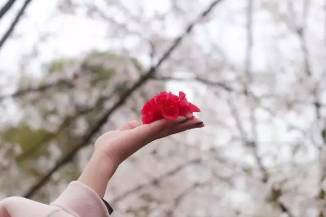 花臂视频 花臂视频消毒流程）
