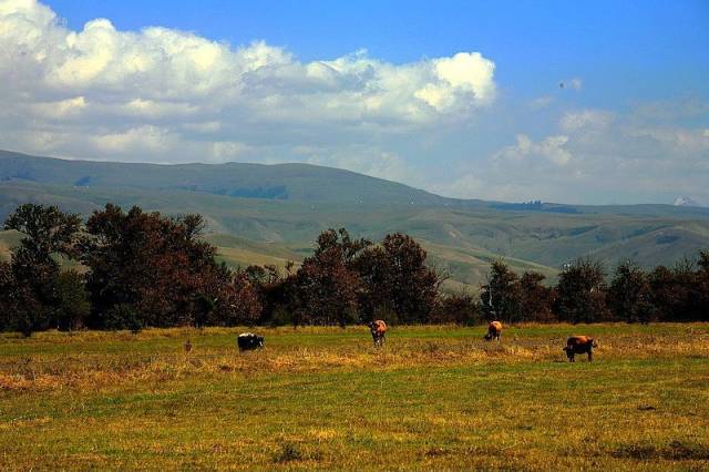 关于作家的电影1992 是关于文学改编的杰作